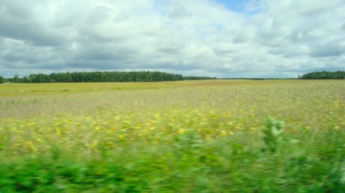 Country fields