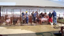 Washing their pigs