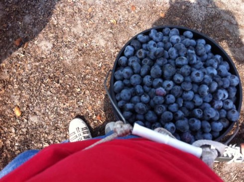My blueberry bucket