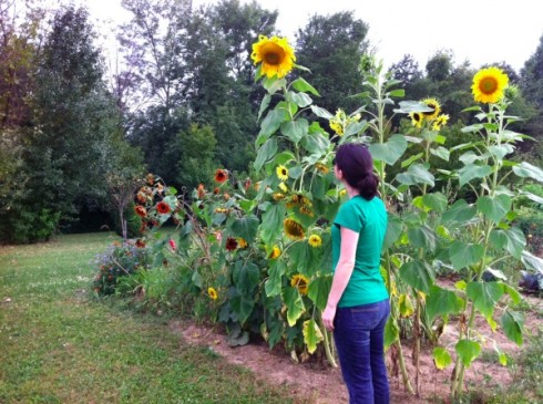 Tall sunflowers