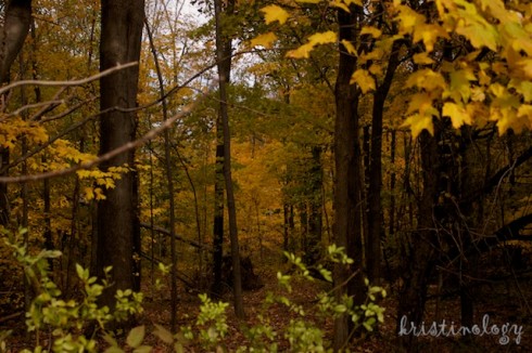 Yellow woods